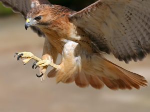 Cet aigle n'est pas venu pour nourrir les oisillons... Non, non!