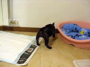 Penelope - Bouledogue francese di 3 mesi - e la pallina.