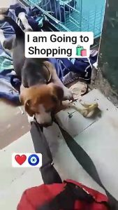 When a Beagle Loves Shopping More Than You 😂🐾 #beagle #puppy #viral