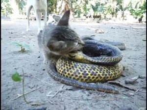 【驚愕】子猫が巨大キングコブラを食べちゃった。!!━━Σ((　 д )　ﾟ　ﾟ━━!!