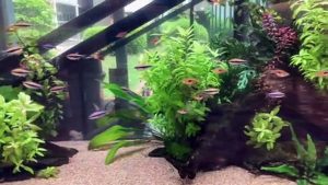 Aquarium box