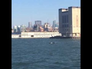 Whale Spotted in the Hudson River