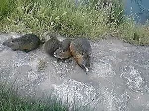京都・鴨川の奇妙な生き物 Weird creatures at Kamo river in Kyoto, Japan