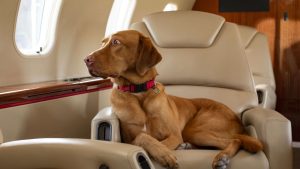 La première compagnie de Jet pour chien🐶