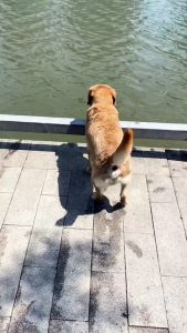dog swims play