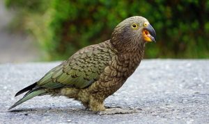 El Loro Más Extraño , El Kea