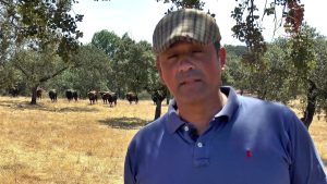 Novillos de José Luis Pereda - 30/07/25