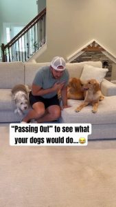 This Golden Retriever Just Broke the Internet | #usa #america #goldenretriever #usadog #funnydog