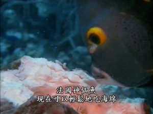 加勒比海底世界
