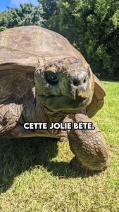 cet animal est immortel
