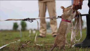 Adiestran a ratas gigantes para localizar minas antipersona