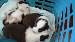Cachorros Hana 2