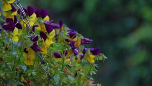 Relax with the sound of rain falling on flowers and environmental sounds [Study, work, concentration, sleep, healing, meditation, relaxation, ASMR]
