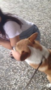 dogdog