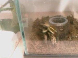 bug sexsexual intercourse