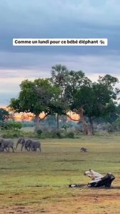 Avec ses petites pattes et son grand cœur 🐘
