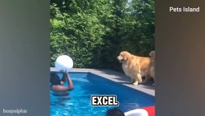 When Your Dogs as Your DAILY DOSE OF JOY FUNNIEST DOG EVER!