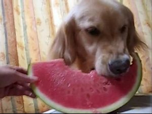 食欲の出る動画